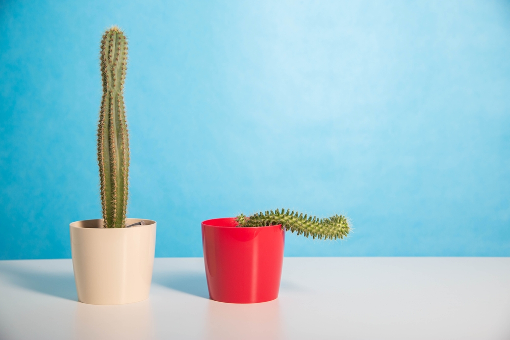 small cactus in a red pot next to a smaller cactus